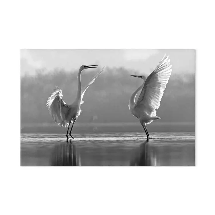 Vogeldans van Liefde (1-delig) - witte zwanen weerspiegeld in het water