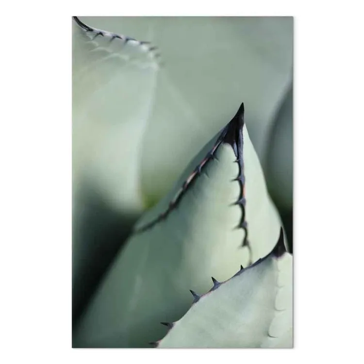Groene succulent - een close-up van een stekelig detail 