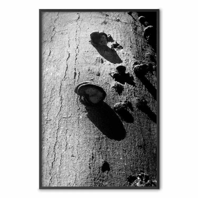 Bosfragment - zwart-wit foto van een boom met een paddenstoel op de schors