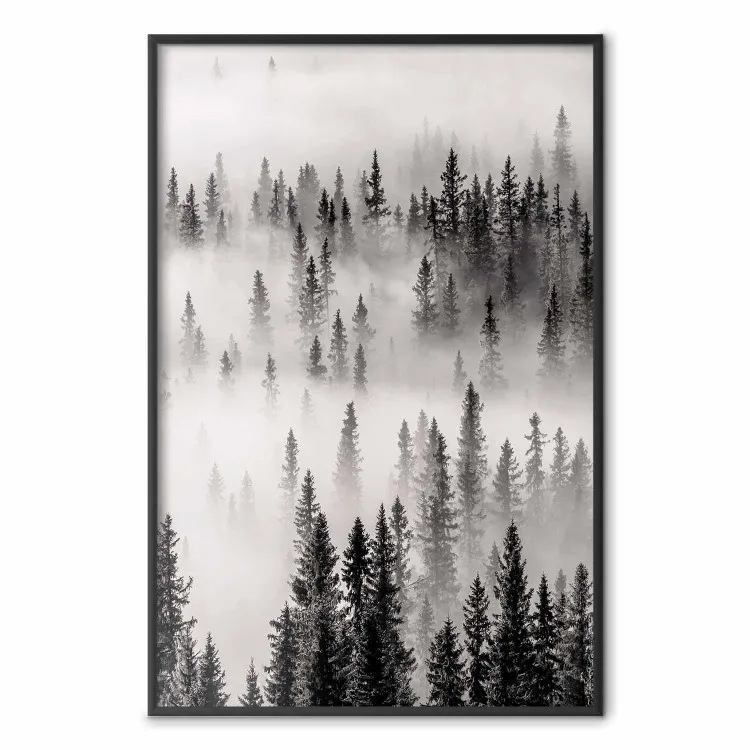 Moederschoot - landschap van een bos met sparrenbomen bedekt met dikke mist