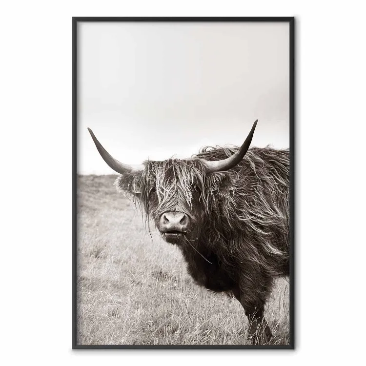 Eeuwig - dier met lange haren tegen een achtergrond van een veld en een heldere lucht