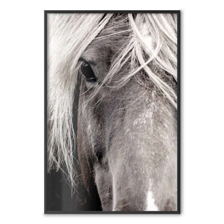 Vrije geest - zwart-wit portret van een paard met duidelijk zichtbaar gezicht