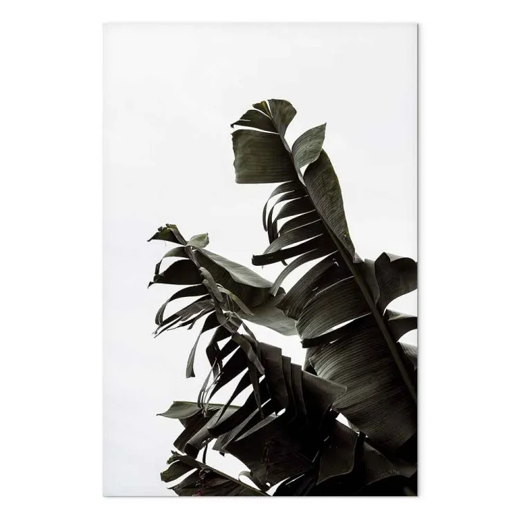 Hooggroen - bladeren van een exotische plant die naar de hemel klimmen