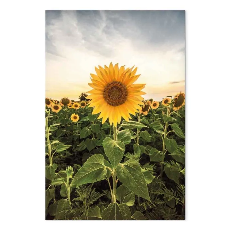 Zonnebloemveld (1-delig) verticaal - Lente landschap van veld met zonnebloemen