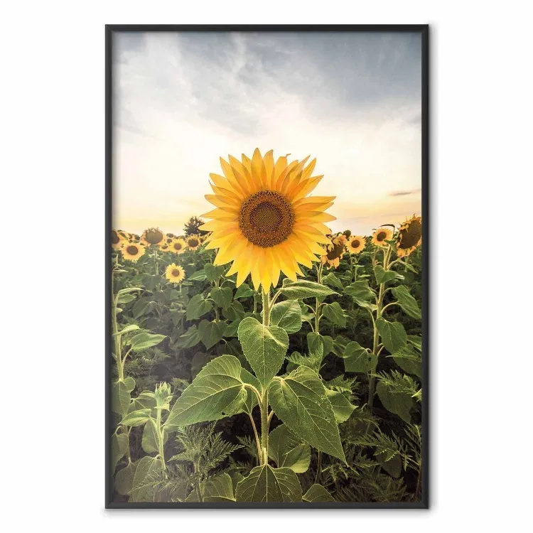 Zonnebloemenveld - weide vol gele bloemen tegen een lichte hemel