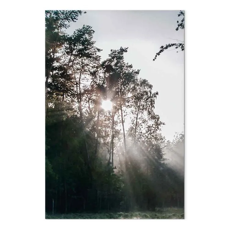 De zon die door de bomen breekt - een foto van een boslandschap