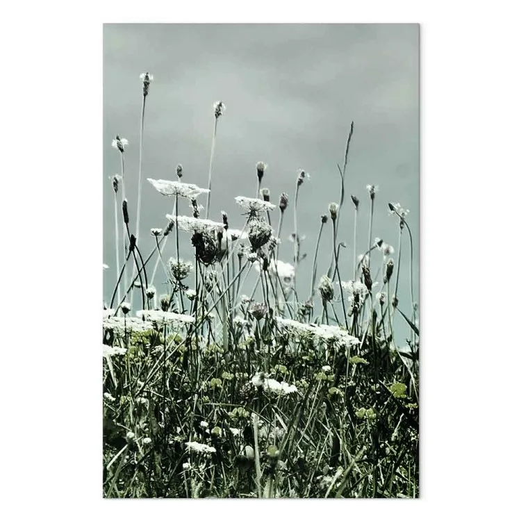 Een veld met witte klaprozen - landschapsfoto met een grijze lucht