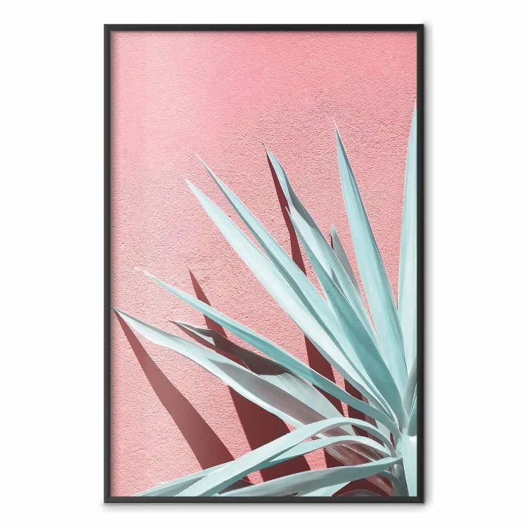 In de volle zon - celadon bladeren die schaduw geven op een roze muur