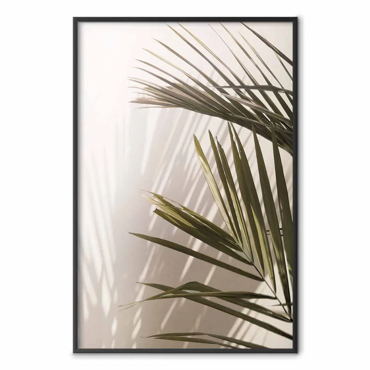Palmbladeren - een zonnig uitzicht op een vredig samenspel van schaduw en licht
