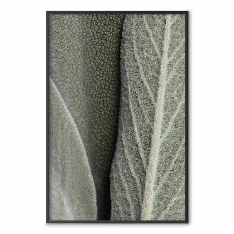 Salieplant - close-up op ruwe bladeren